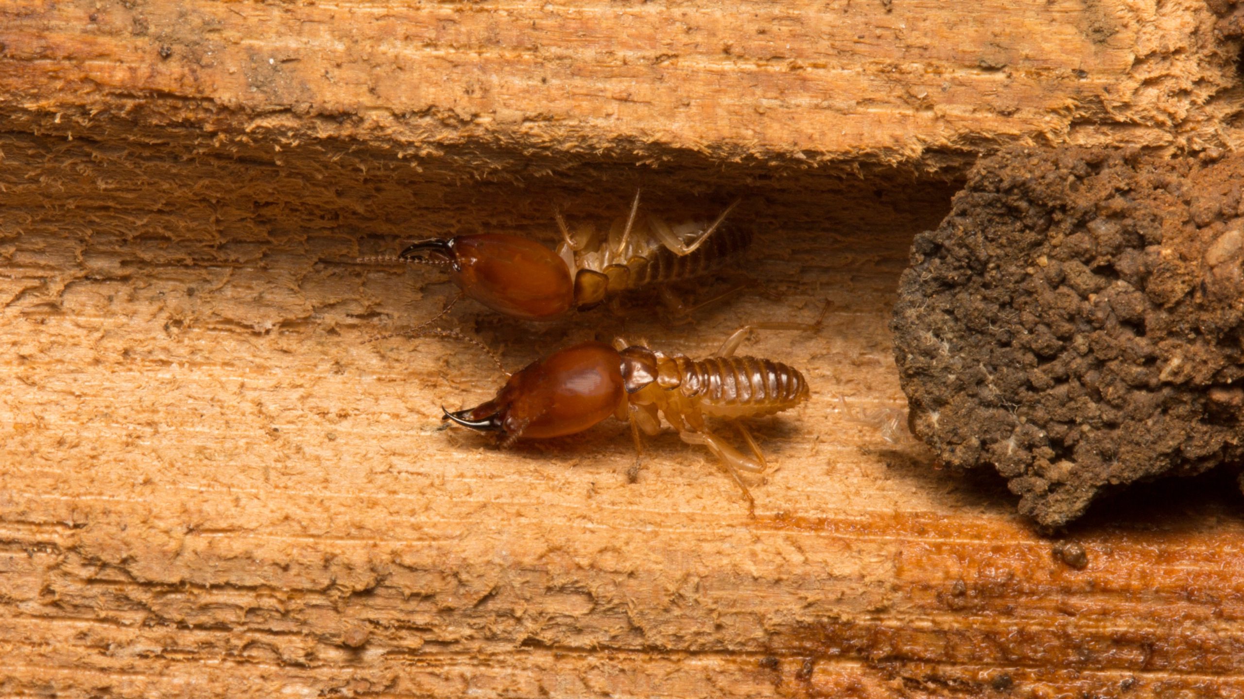 Termite Control Benefits and What You Need To Know